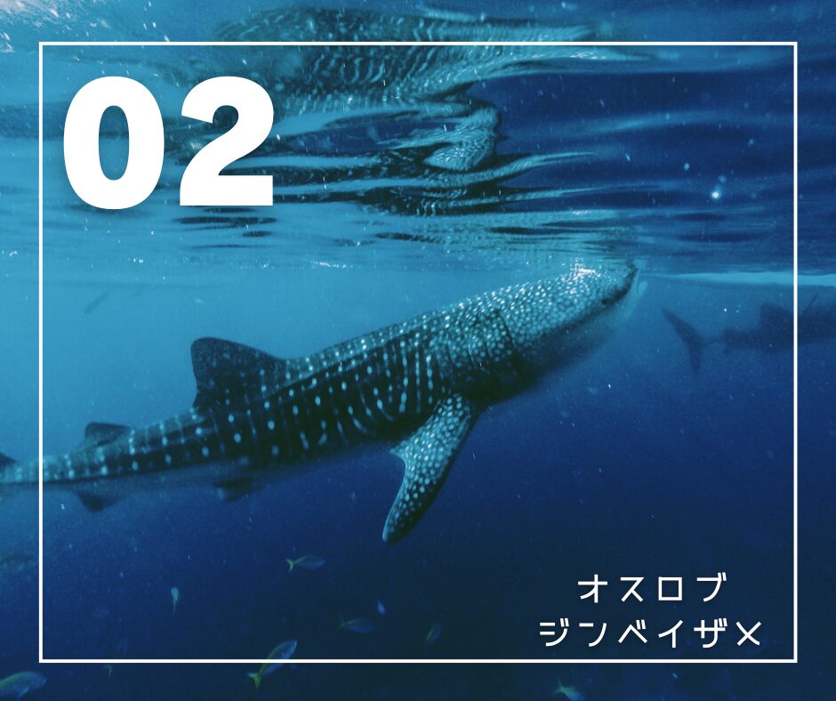 オスロブジンベイザメ